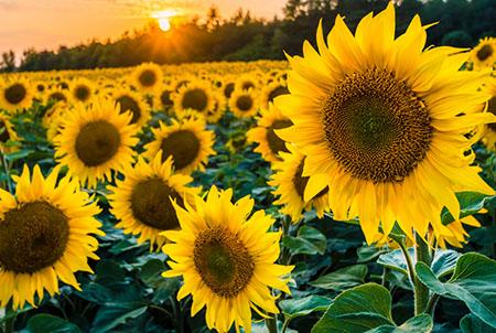 خواص روغن آفتابگردان طبیعی برای قلب و پوست + شواهد علمی | خانه احسان