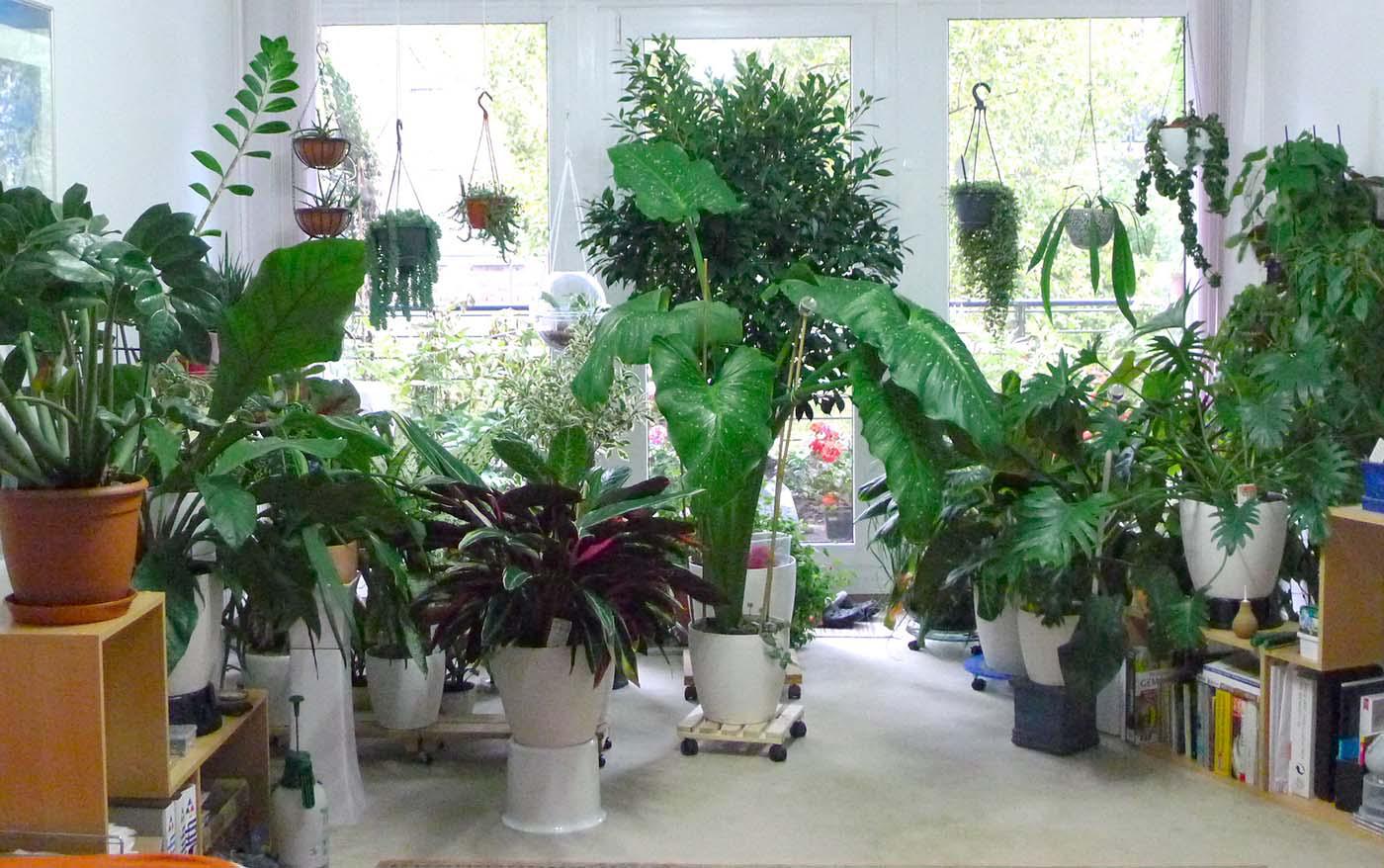 معرفی ۱۲ گیاه مناسب برای نگهداری در آپارتمان و اثرات آن‌ها