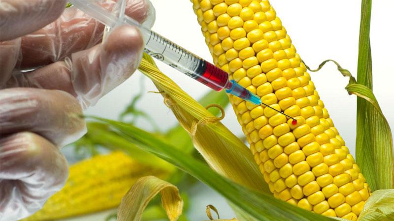 مواد غذایی تراریخته چیست؟