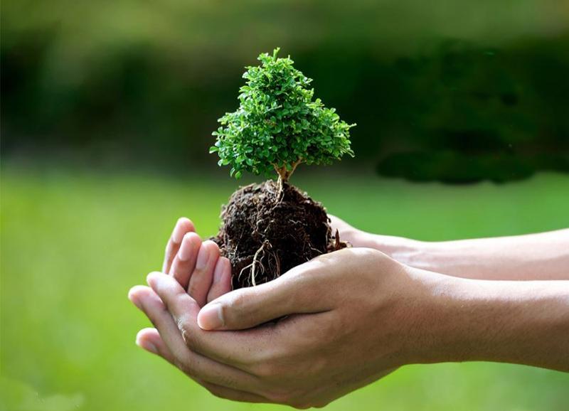 روز درختکاری،چه درختانی بکاریم؟چرا کاج نکاریم؟