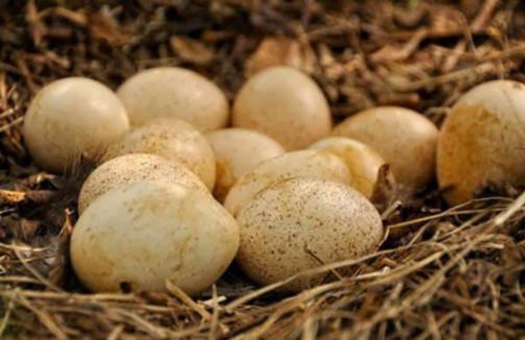 تخم کبک بسته ۶ عددی - تصویر 2